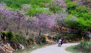 Con đường đẹp như tiên đường ở Mộc Châu