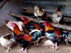 Gà Móng là đặc sản huyện Duy Tiên nằm trong sách đỏ Việt Nam