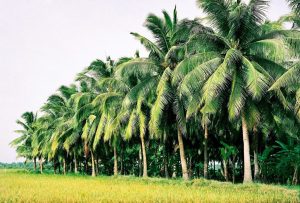 Những hàng dừa ở Bến Tre