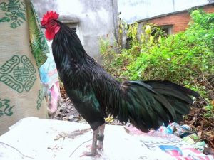 Gà đen Si Ma Cai có bộ lông màu đen tuyền ăn thịt thơm và chắc