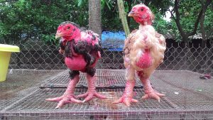 Gà Đông Tảo là giống gà quý ở Hưng yên