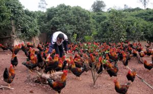 Đàn gà Yên Thế được nuôi theo tiêu chuẩn VietGap