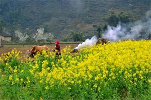 Rực rữ mùa hoa cải về tháng 12