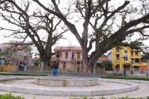 Hai cây lim cổ ở thị xã Quảng Yên