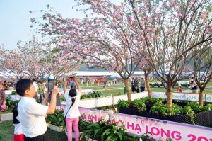 Lễ hội hoa anh đào ở Quảng Ninh