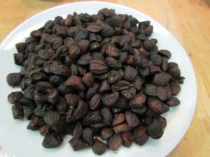 Htạ dổi Lạc sơn-vàng đen của Hòa Bình