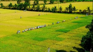 Cánh đồng lúa ở Hậu Giang
