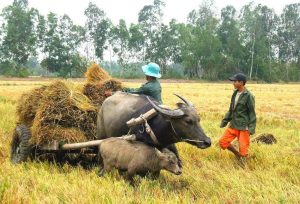 Hậu Giang mùa gặt