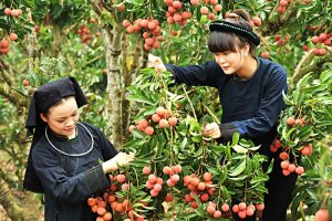 Vải thiều Lục Ngạn