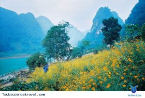 Cảnh đẹp mộng mơ trên bờ hồ.Những bông hoa khoe sắc rặc vàng tô điểm cảnh sắc hồ núi