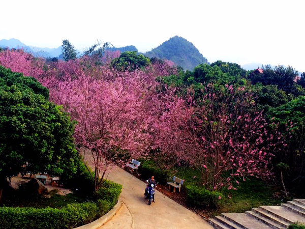 Bảm làng ngập trong sắc hồng 