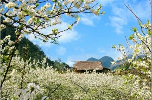 Ban trắng giăng khắp bản làng