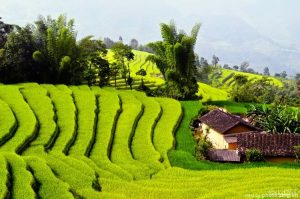 Link Mobile Đăng Ký Tải App Jun88.com 2026 hòa bình Ruộng bậc thang ở Hòa Bình đặc sắc và xanh mát