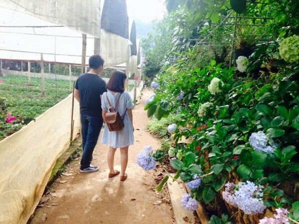 Những bông cẩm tú cầu giăng mắc lôi đi, là điểm tuyệt vời cho du khách tham quan