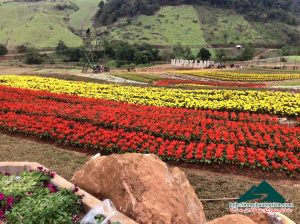Hoa trải rộng giữa không gian núi rừng