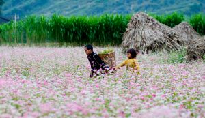 Hoa Tam giác mạch nở vào tháng 10, đây là điểm đến được nhiều du khách lựa chọn