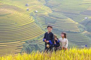 Thung lũng trập trùng lúa