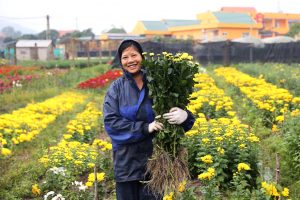 Link Mobile Đăng Ký Tải App Jun88.com 2026 quảng ninh Nghề trông hoa ở huyện Hoành Bồ