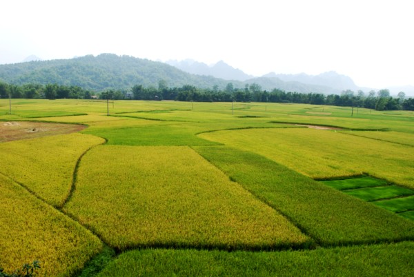 Cánh đồng lúa ở huyện Hòa An