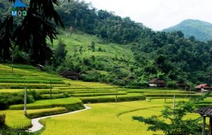 Ruộng bậc thang ở Nguyên Bình