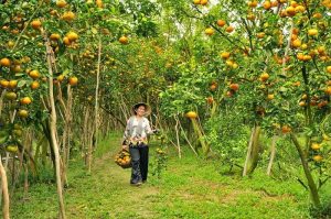 Thiên đường quýt Lai Vung