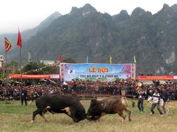 Lễ hội chọi bò ở Bảo Lâm