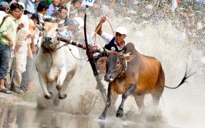 Độc đáo lễ hội đua bò bảy búi ở An Giang