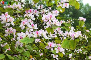 Nhưng cành ban trắng tinh khôi vào xuân