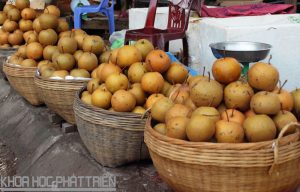 Du lich cao bằng Lê Thạch An -một giống lê quý