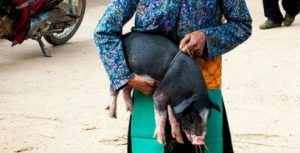 Lợn cắp nách thả rông, tự tìm thức ăn nên thịt ít mỡ, nhiều nạc mà thơm, chế biến được nhiều món ăn hấp dẫn