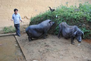 Lợn đen được thả rông ở Si ma Cai