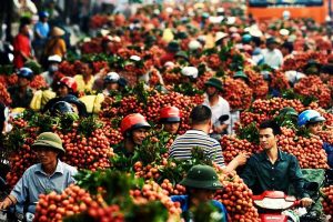 Vải Lục Ngạn nổi tiếng khắp mọi vùng cả nước