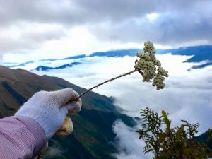 Ngắm mây cuộn trào từ Lùng Cúng là đây