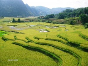 Ruộng bậc thang ở Lũng Vân