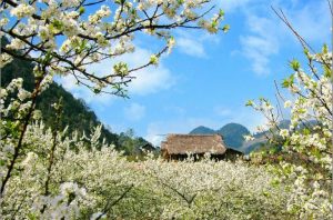 Mùa mận nở trắng trên thung lũng