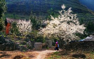 Bản làng đẹp mơ màng mỗi khi xuân về