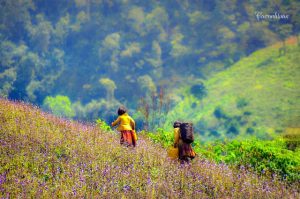 Sắc đẹp ngày xuân núi rừng, cỏ cây hoa lá như bừng lên ánh xuân