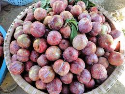 Mạn quả to, đều quả, khi ă giòn, ngọt, Mộc Châu nổi tiếng với mận hậu