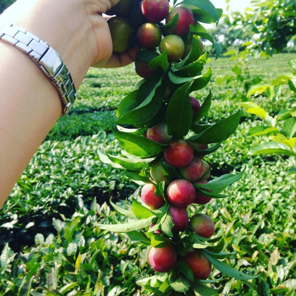Mọt chùm mận thôi, những không biết bao nhiêu quả