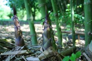 Măng Bát Độ ở Trấn Yên