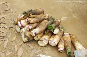 Măng Đắng Hòa Bình nướng lên chấm muối ớt