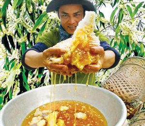 Mật ong rừng nguyên chất- đặc sản Gia Lai