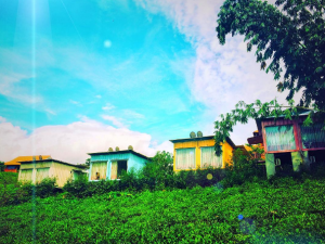 Homestay với nhiều màu sắc, hướng về cánh đồng chè tươi mát
