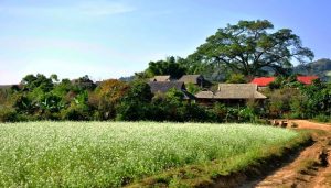 Bản rưng thông đẹp như trong bức tranh