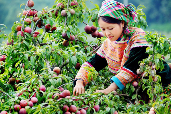 Một phụ nữ Mông đang hái mận