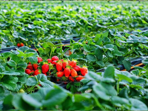 Dâu Tây ở mộc Châu