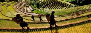 Lên nương ở Mù Cang Chải
