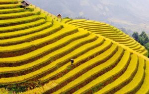 Ruộng bậc thang được công nhận là danh lam thắng cảnh quốc gia, từng được bộ VHTT và DL làm hồ sơ công nhận di sản văn hóa nhân loại