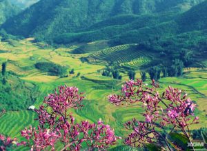 Yên Bái mùa xuân về