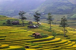 Hút hồn Mù Cang Chải vào mùa, những thửa ruộng trùng điệp  đẹp mê lòng
